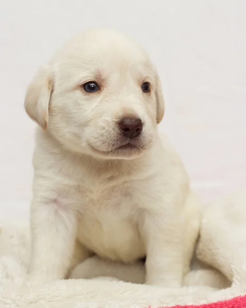 ふわふわの毛布の上にベージュの子犬 — ストック写真