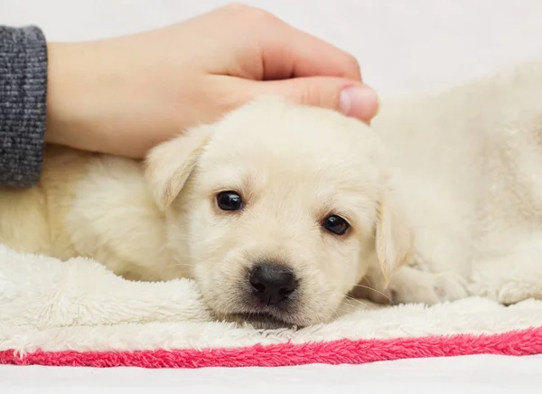 Cachorro Una Manta Esponjosa —  Fotos de Stock