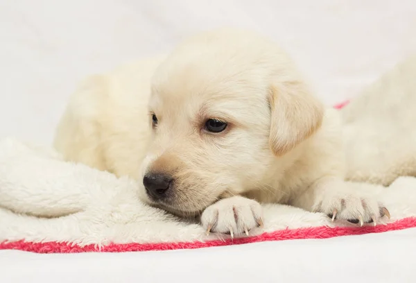 Labrador Bézs Kiskutya Bolyhos Takarón — Stock Fotó