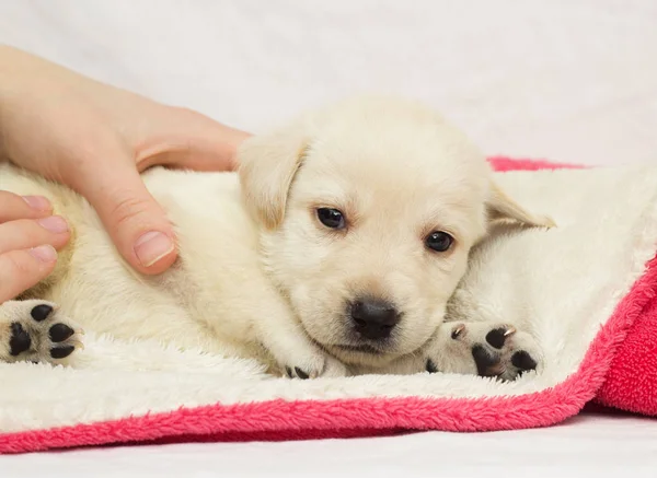 Labrador Cachorro Duerme Una Mullida Blanke —  Fotos de Stock