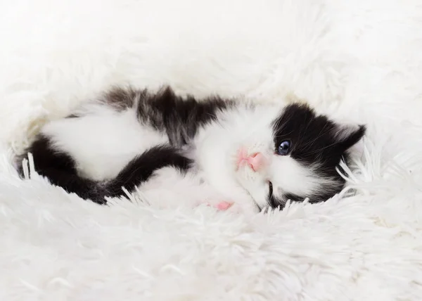 Μικρό Χαριτωμένο Γατάκι Κοιμάται Μια Χνουδωτή Κουβέρτα — Φωτογραφία Αρχείου