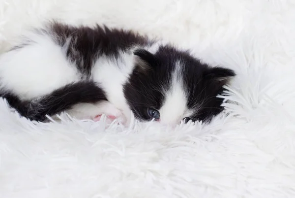 小可爱的小猫睡在毛绒绒的毛毯上 — 图库照片