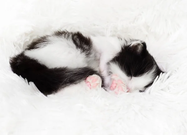 Şirin Kedi Yavrusu Pofuduk Bir Battaniyenin Üzerinde Uyuyor — Stok fotoğraf