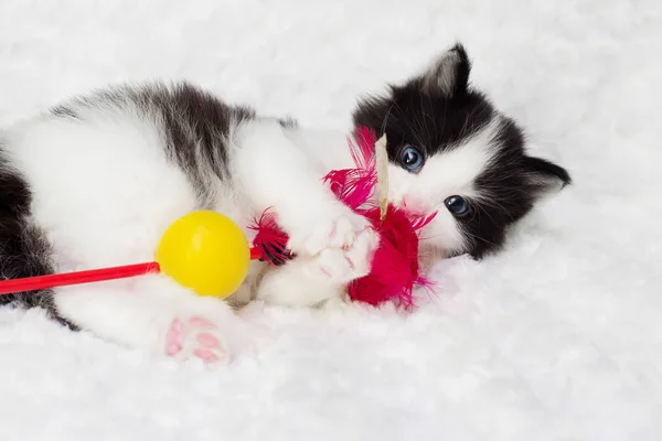 Schattig Kitten Speelgoed Een Pluizig Deken Bovenaanzicht — Stockfoto