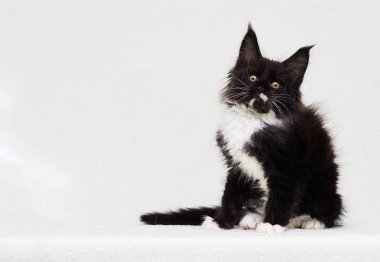 Maine Rakun kedi yavrusu siyah beyaz oturuyor