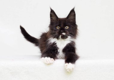 Kitty Maine Rakun siyah beyaz oturuyor ve bakıyor