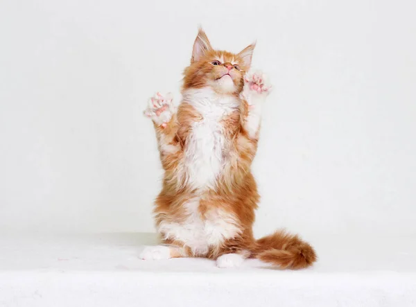 El gatito de rayas rojas de Maine Coon está parado en dos de sus patas traseras — Foto de Stock