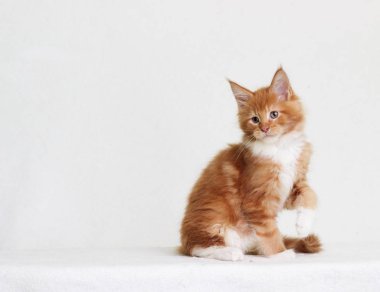 Maine Coon'ın kırmızı çizgili kedicik