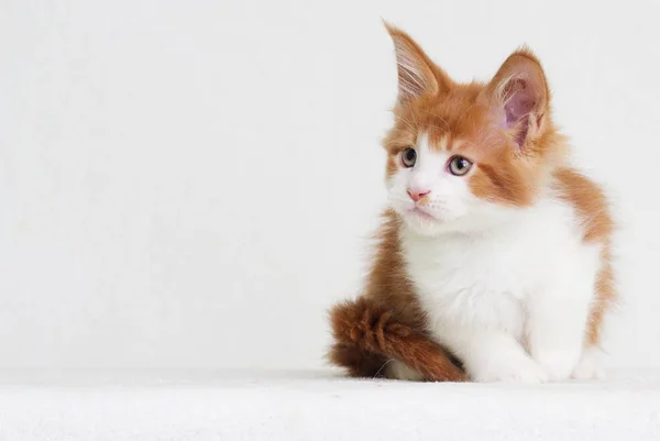 Rotschopf mit weißem Kitten Maine Coon-Look — Stockfoto