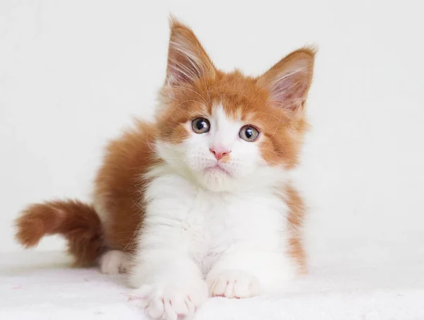 Kızıl ile beyaz yavru kedi maine coon görünüyor — Stok fotoğraf