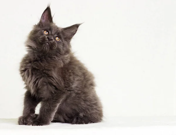 Graues Kätzchen von Maine Coon schaut seitwärts — Stockfoto