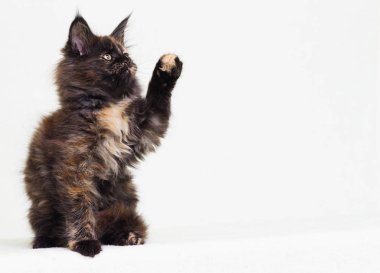 maine coon beyaz zemin üzerine, üç renk yavru kedi