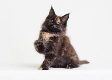 maine coon beyaz zemin üzerine, üç renk yavru kedi
