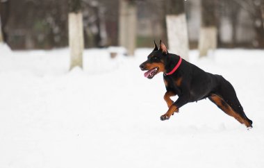 Doberman köpek içinde belgili tanımlık kış kar üzerinden çalışır