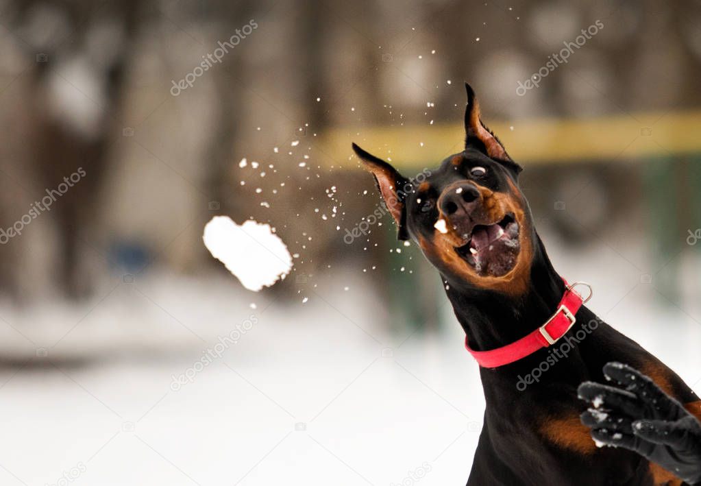 Doberman dog, catches a snowflake