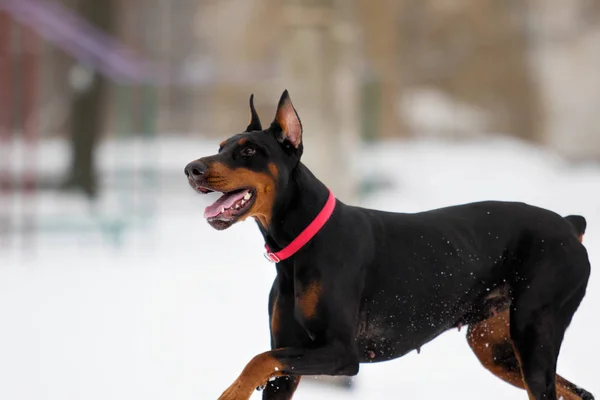 冬天的狗在雪地上奔跑 — 图库照片