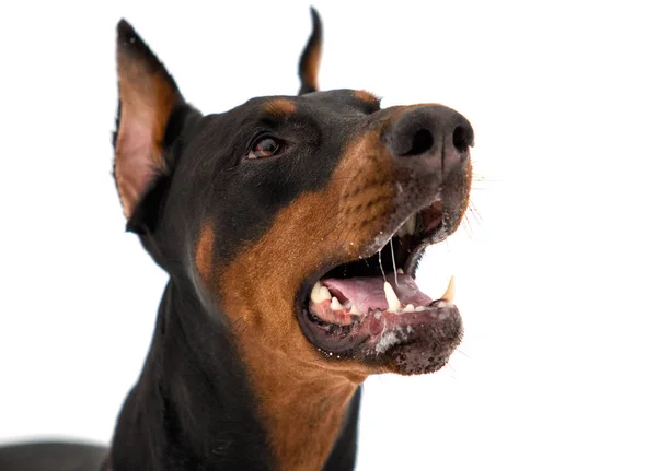 Retrato de perro dobermann sobre fondo blanco — Foto de Stock