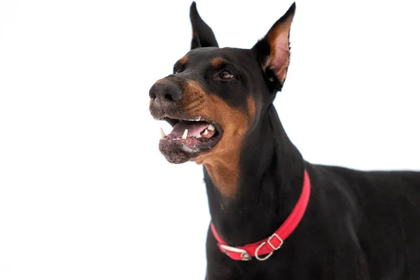 Retrato de un perro Dobermann gruñe sobre un fondo blanco — Foto de Stock