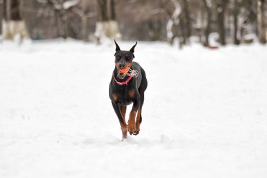 Doberman köpek içinde belgili tanımlık kış kar üzerinden çalışır
