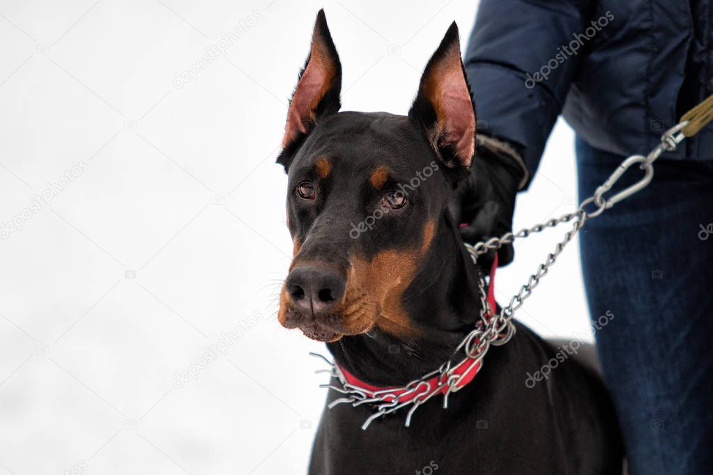 dog of the Doberman breed in a strict collar on a leash