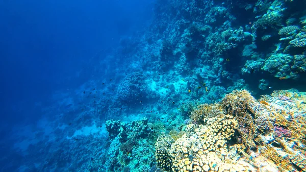 Corales en el fondo del mar — Foto de Stock