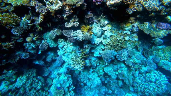 Кораллы на дне моря — стоковое фото