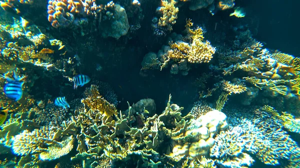 Corales en el fondo del mar — Foto de Stock