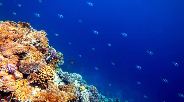 Peces y corales bajo el mar en el mar — Foto de Stock