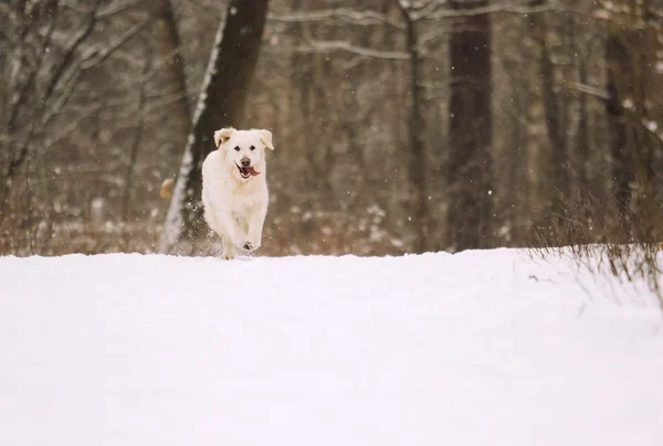 Golden retriever pies w winter park — Zdjęcie stockowe