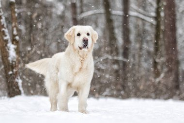 Golden retriever köpek kış Park