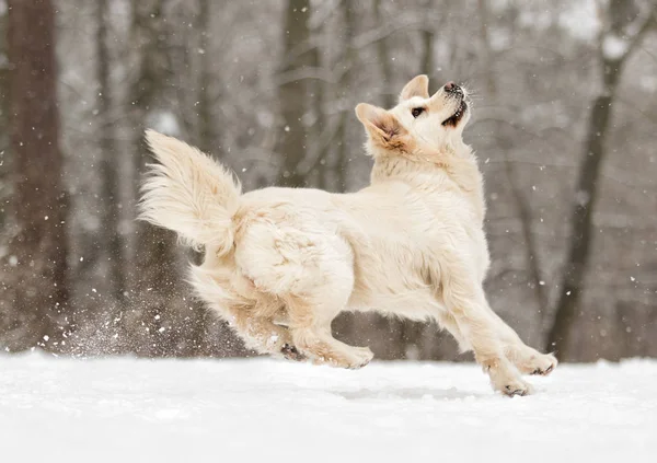 Golden retriever σκύλου στο χειμερινό πάρκο — Φωτογραφία Αρχείου