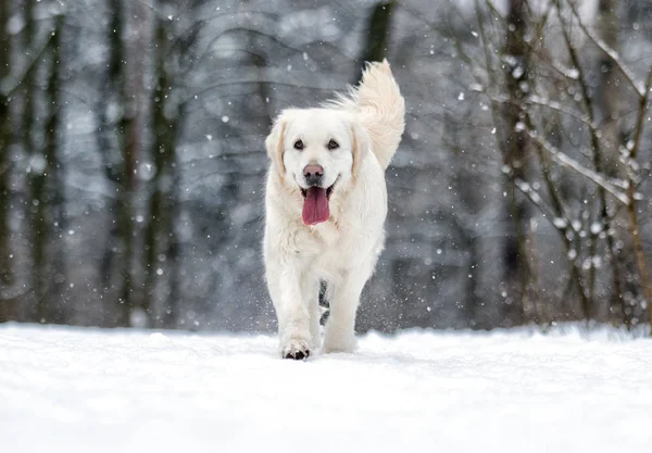 Golden retriever σκύλου στο χειμερινό πάρκο — Φωτογραφία Αρχείου