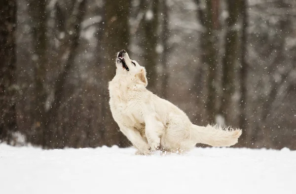 Golden retriever σκύλου στο άλμα — Φωτογραφία Αρχείου