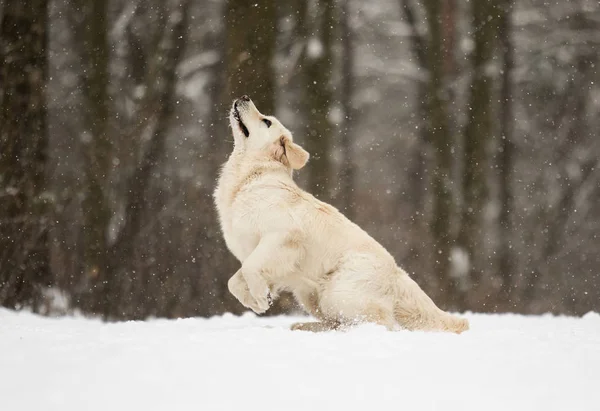Golden retriever σκύλου στο άλμα — Φωτογραφία Αρχείου