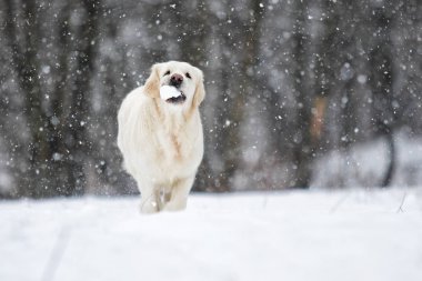 golden retriever köpek karda koşma