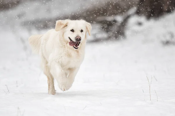 Golden retriever hond in winter park — Stockfoto