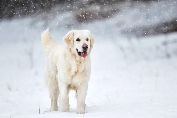 Golden retriever pies w winter park — Zdjęcie stockowe