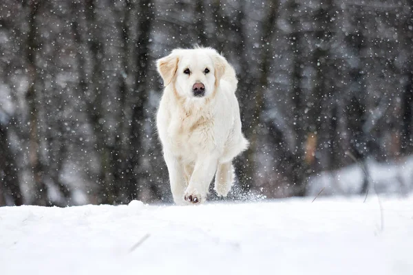 Golden retriever σκύλου τρέξιμο στο χιόνι — Φωτογραφία Αρχείου