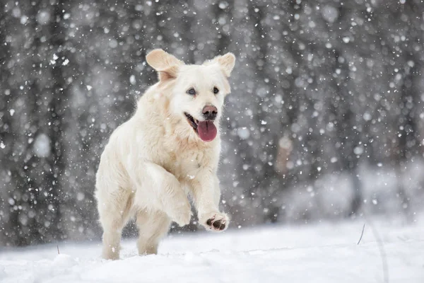 golden retriever dog running in the snow