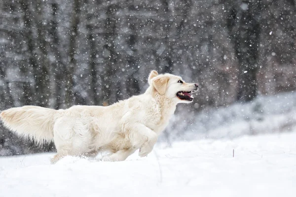 Золотистая собака-ретривер бежит по снегу — стоковое фото