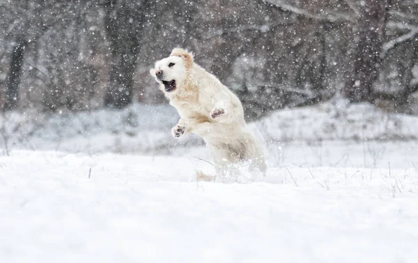 Golden retriever pies skacze na śniegu — Zdjęcie stockowe