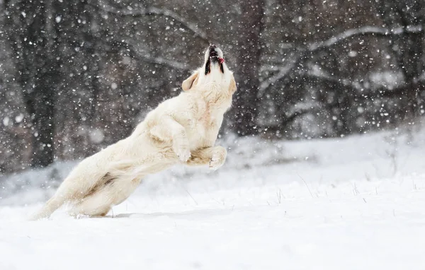 Golden retriever hond springen op sneeuw op twee poten — Stockfoto