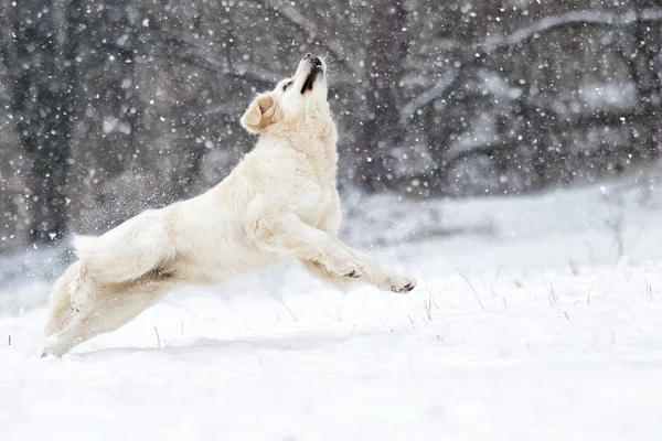 Golden retriever hond springen op sneeuw op twee poten — Stockfoto