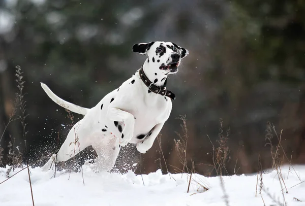 Cão dálmata pulando na neve — Fotografia de Stock