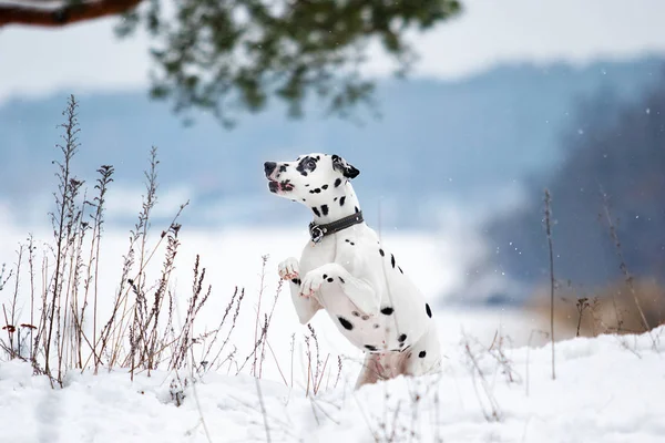 Dalmatinerhund springt im Schnee — Stockfoto