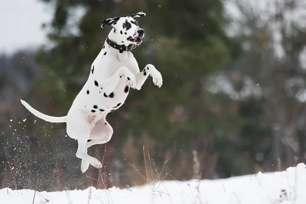 Cão dálmata voa em um salto ao ar livre — Fotografia de Stock