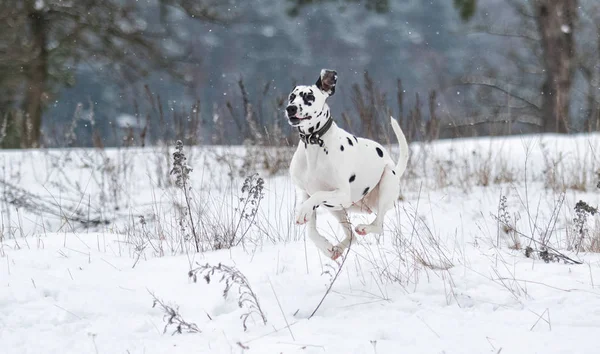 Cão dálmata pulando na neve — Fotografia de Stock