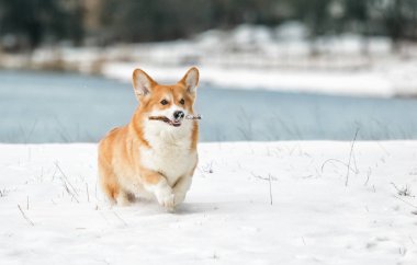 açık havada çalışan karda Galce corgi köpek
