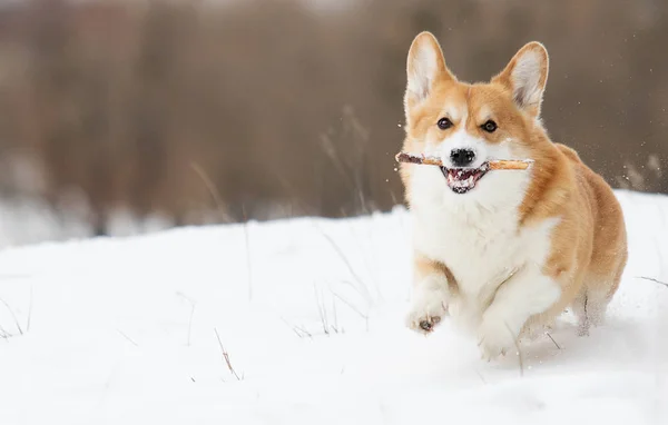 Galês corgi cão correndo ao ar livre na neve — Fotografia de Stock