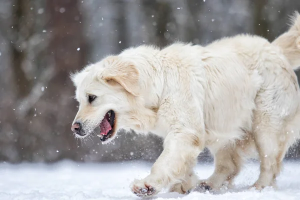 Σκύλος στο χειμερινό πάρκο — Φωτογραφία Αρχείου